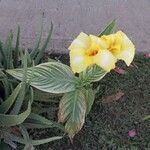 Canna × hybrida葉