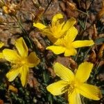 Hypericum linariifolium Květ