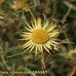 Carlina racemosa Flower