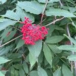 Sambucus racemosa Gyümölcs