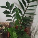 Zamioculcas zamiifoliaList