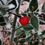 Ruscus aculeatus 果實