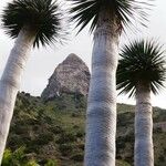Dracaena draco Azala
