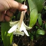 Sobralia leucoxantha Кветка