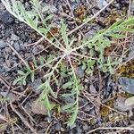 Centaurea diffusa Hoja