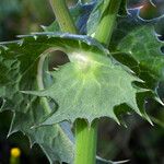 Sonchus asper Blatt