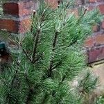 Pinus nigra List