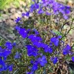 Lobelia erinusFlower