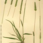 Phleum phleoides Arall