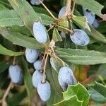 Berberis gagnepainii Frukt