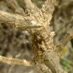 Sideritis dendrochahorra 樹皮