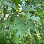 Quercus lobata Hoja