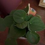 Peperomia albovittata Ліст