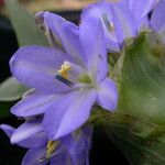 Pontederia hastata 形态