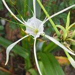 Hymenocallis littoralis Blüte