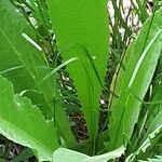 Lactuca virosa Vekstform