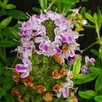 Thymus longicaulis Flower