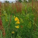 Lathyrus pratensisLeaf