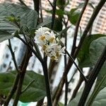 Solanum americanumFlower