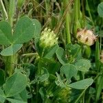 Trifolium fucatum Natur