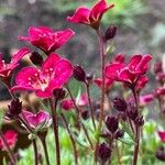 Saxifraga rosacea Blomma