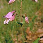 Penstemon canescens 花