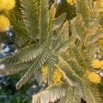 Acacia baileyana Leaf