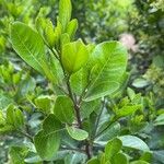 Searsia natalensis Leaf
