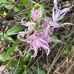 Orchis italica Lorea