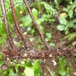 Asplenium friesiorum Altres