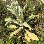 Verbascum niveum List