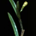 Jacquiniella globosa Kvet