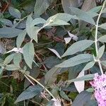 Buddleja davidii Ліст