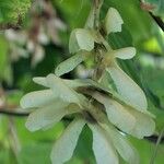 Acer pensylvanicum Fruit