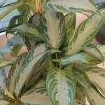 Aglaonema commutatum葉