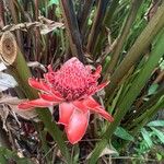 Etlingera elatior Flower