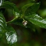 Psychotria peduncularis Leaf