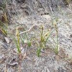 Carex arenaria Floro