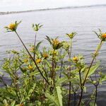 Bidens frondosa 花