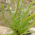 Plantago ovata Blad