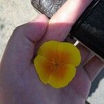 Eschscholzia californicaFlower