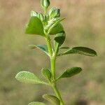 Polycarpon tetraphyllum പുറംതൊലി