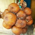Salacca zalacca ഫലം
