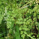 Oenanthe crocata Blad