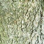 Acer × freemanii Bark