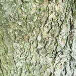 Acer × freemanii বাকল