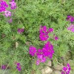 Verbena tenera ശീലം