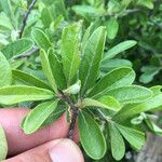 Sideroxylon lanuginosum Leaf