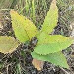 Parthenium integrifolium Folla