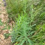 Echium italicum Frunză